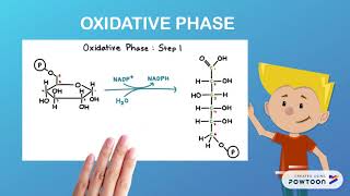 PENTOSE PHOSPHATE PATHWAY [upl. by Yelsna131]