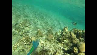 snorkeling Eilat Dec 22 part 18 [upl. by Anyzratak]