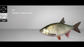 Fishing Planet  Ghent Terneuzen Canal  Trophy  Ide Predator Hunt Topwater Lure [upl. by Naitsirk]