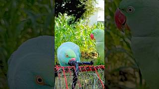 parrotspeak birds parrotentertainment cute amazingtalkingparrot parrottalking [upl. by Anoblav]