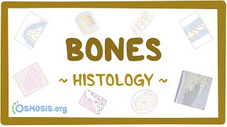 Bones Histology [upl. by Eurd]