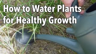 Watering Your Vegetable Garden How to Water Plants for Healthier Growth [upl. by Anerbas258]