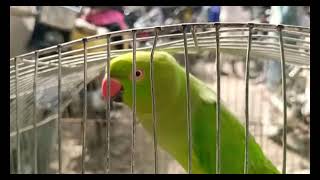 Tota Bhura Ho Gaya  Old Parrot Is Very Cute  Ring Neck Tota [upl. by Enyleve]