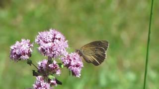 lebiodka pospolita origanum vulgare [upl. by Elohcim159]