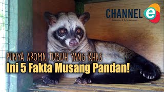 Beraroma Bau Pandan Inilah Fakta Dari Musang Pandan [upl. by Neeuq512]