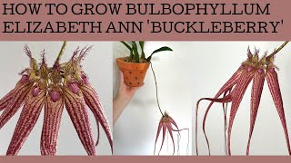 How to grow Bulbophyllum Elizabeth Ann Buckleberry care tips [upl. by Aonian]