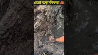 Amezing crab catching new crab fishing shorts video [upl. by Arayc]