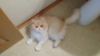 Persian Cat Meowing [upl. by Seaden]