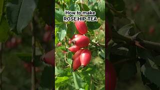 How to process ROSE HIPS  high VITAMIN C tea recipe foraging forage rosehips rosehip tearecipe [upl. by Robena]