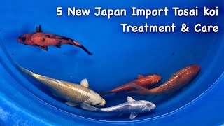 5 New Japan Import Tosai koiTreatment amp Care bigdvsfish koi tosai microbelift koiimport [upl. by Niessuh]