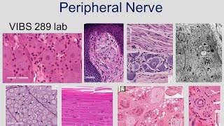 Medical School Histology Basics  Peripheral Nerve shortened [upl. by Ettevi779]