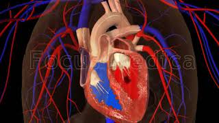 Blood Coagulation and Stroke  Animated Atlas of Atrial Fibrillation [upl. by Lehcyar]