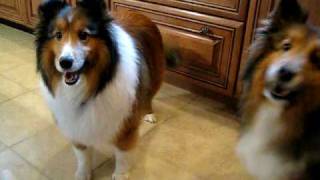 Shelties Love CHEESE [upl. by Gracia]