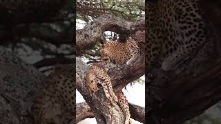 Nature’s Unexpected Twist Leopard Kills and Devours a Cheetah [upl. by Floris]