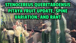 Stenocereus queretaroensis pitaya fruit update spine variation and rant [upl. by Donelson]