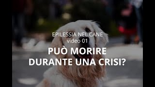 EPILESSIA NEL CANE 1 Puo morire durante una crisi [upl. by Sausa]