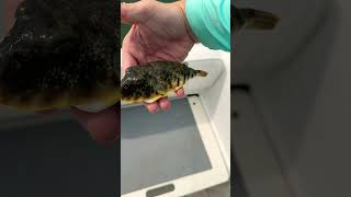 Blowfish Puffer Fish Released NJ Fishing [upl. by Chrystal931]