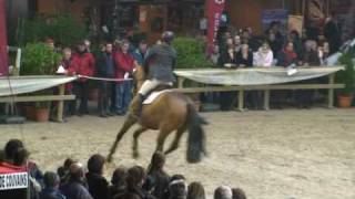 ♂ RockN Roll Semilly jumping stallion SF by Diamant de Semilly [upl. by Aslin]