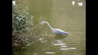 Vroege Vogels  Jagende reiger [upl. by Otto385]