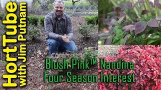 Blush Pink™ Nandina  Great Four Season Color [upl. by Kearney]