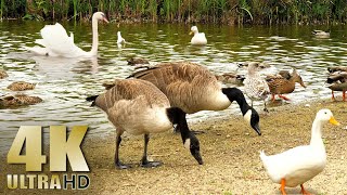 Nature Relaxation  Feeding Ducks Geese Swans on a Lake  All Natural Sound  4K [upl. by Eulalee430]