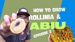 How to grow Rollinia Deliciosa and Abiu from seed  Ep 2 [upl. by Lamori]