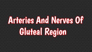 Arteries And Nerves Of Gluteal Region [upl. by Ainoval]