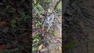 Gato quotSelvagemquot Manso na Chapada dos Veadeiros Ele vive literalmente dentro da reserva chapada [upl. by Aslam]