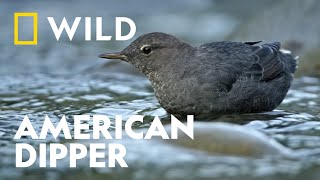 The Animals of Olympic National Park  Unexplored Americas  National Geographic WILD UK [upl. by Daron]