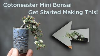 Bonsaify  How To Start Making a Cotoneaster Mini Bonsai [upl. by Asilegna303]