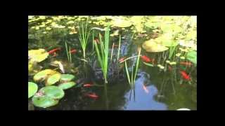 Der Gartenteich und Ihre Fische [upl. by Presley]