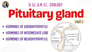 Pituitary gland Part 2  Hormones  B Sc amp M Sc  Zoology [upl. by Hayse423]