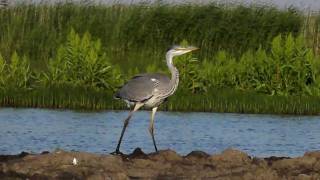 CZAPLA SIWA  WILD LIFE [upl. by Gennaro474]