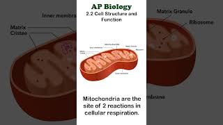 AP Bio  22 Mitochondria apbiology cellbiology [upl. by Ydnolem]