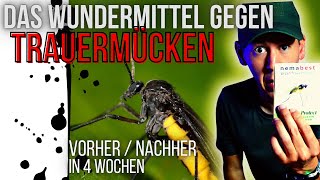 Schnell und einfach Trauermücken bekämpfen  VORHERNACHHER  Nützlinge einsetzen Nematoden [upl. by Ycnahc]