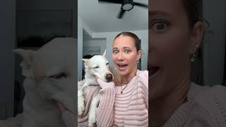 How my dog makes  🤩💸 dogshorts pets dog grwm makeup doglover howtomakemoneyonline [upl. by Eemaj]