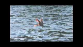 Small Deer Tries to Swim Across Clear Lake in UP of Michigan Gets to Shore Tired OK [upl. by Dyke]