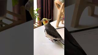 Adorable Cockatiel Larrys Singing 🎶 💖 cockatielscraze [upl. by Enilrem]