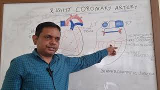 RIGHT CORONARY ARTERY ARTERY SUPPLY OF HEART ANATOMY LECTURE OF HEART [upl. by Paugh730]