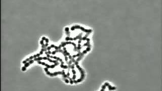 Bacteria Streptococcus pyogenes [upl. by Emerick]