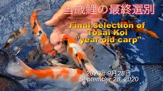 【錦鯉】当歳鯉の最終選別 2020年9月28日 Final selection of Tosai Koi quotyearold carpquot September 28 2020 [upl. by Riamu]