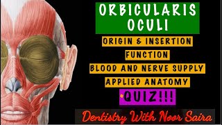 ORBICULARIS OCULI SIMPLIFIEDORIGIN INSERTION FUNCTION INNERVATION APPLIED ANATOMY [upl. by Bekha207]