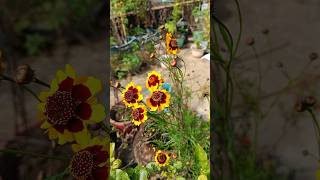 coreopsis flower trending flowers coreopsis viralvideo [upl. by Ajiat]