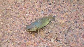 Terrifying fish walks on land breathes air and is on his way [upl. by Durtschi]