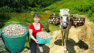 Harvesting Peanuts Goes To The Countryside Market Sell  Vegetable Garden Care  New Free Bushcraft [upl. by Yttisahc]