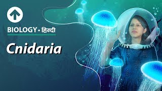 Cnidaria  Hindi  Diversity In Living Organisms  Biology Class 9 [upl. by Kimberli]