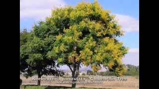 Golden Rain Tree  Koelreuteria paniculata [upl. by Halla871]