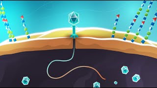 Phages vs bacteria  animation showing infection mechanisms [upl. by Livvi]