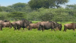 The Greatest Mammal Migration  Waterhole Africas Animal Oasis  BBC Earth [upl. by Joseito]