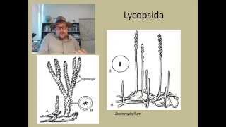 How did plants become forests during the Carboniferous [upl. by Krever]